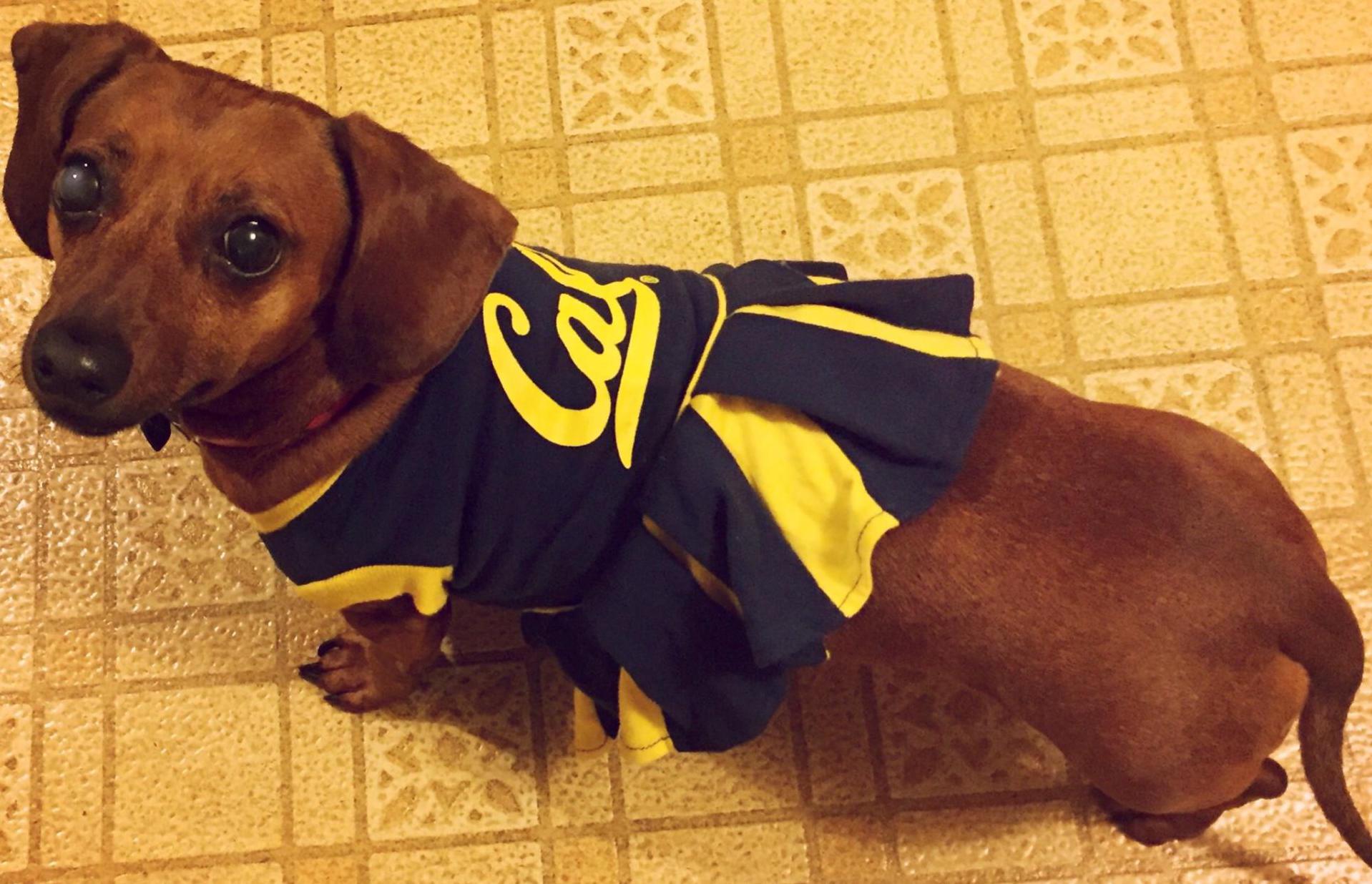 Paula Floro's Cal-loving dog Vienna